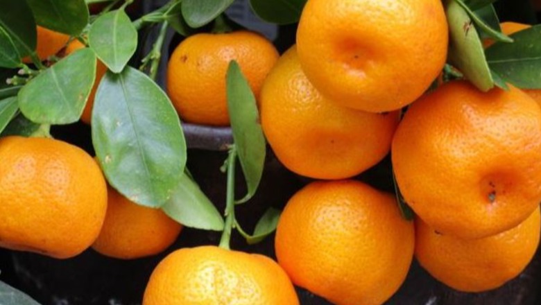 Mandarinat me pesticide, 85 për qind e prodhimit është shitur, rreziku nga prodhuesi te konsumatori
